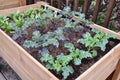 Rows of leafy vegtable growing in elevated wooden planter