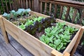 Rows of leafy vegtable growing in elevated wooden planter