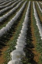 Rows of Lectoure Melons under Cultivation Royalty Free Stock Photo