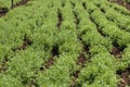 Rows of lentil plants