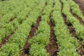 Rows of lentil plants