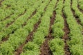 Rows of lentil plants