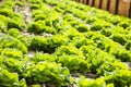 Rows with lettuce on a farm Royalty Free Stock Photo