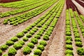 Rows of Lettuce green and red Royalty Free Stock Photo