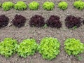 Rows of lettuce growing on a farm