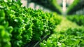 Rows of Lettuce Growing in a Greenhouse Royalty Free Stock Photo