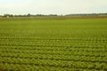 Rows of lettuce in a large agricultural field. Background image