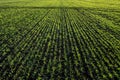 rows and lines of winter wheat sprouts