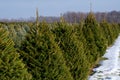 Rows of living Christmas trees Royalty Free Stock Photo