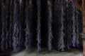 Rows of Long Bunches of Purple Lavender Hanging to Dry Royalty Free Stock Photo