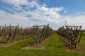 Rows of low apple trees in the Dutch landscape called the Heuvelland Royalty Free Stock Photo
