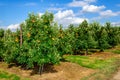 Rows of low apple trees and ripe red apples