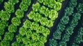 Rows of Lush Green Lettuce Plants in a Greenhouse Royalty Free Stock Photo