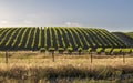 Rows of lush vineyards on a hillside, Napa Valley Royalty Free Stock Photo