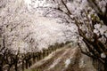 Rows of lushly flowering white-flowered fruit trees. Royalty Free Stock Photo