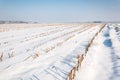 Rows of maize stubbles in snow Royalty Free Stock Photo