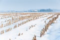Rows of maize stubbles in snow Royalty Free Stock Photo