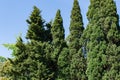 Rows of Mediterranean cypress Cupressus sempervirens or Italian cypress, pencil pine against blue sky Royalty Free Stock Photo