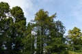 Rows of Mediterranean cypress Cupressus sempervirens or Italian cypress, pencil pine in Massandra park Royalty Free Stock Photo