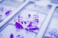 Rows of microscope glass slide in the cells Royalty Free Stock Photo