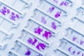 Rows of microscope glass slide in the cells Royalty Free Stock Photo