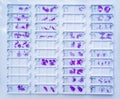 Rows of microscope glass slide in the cells Royalty Free Stock Photo