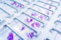Rows of microscope glass slide in the cells Royalty Free Stock Photo