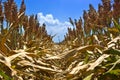 Rows of Milo (Sorghum)