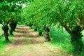 Rows of mulberry trees with wheat fields near Vicenza in Veneto (Italy)