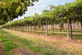 Rows of neat leafy green grapevines in a winery vineyard Royalty Free Stock Photo