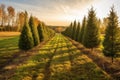 rows of neatly planted pines in a tree farm landscape