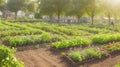 Rows of neatly planted vegetables in a village garden bathed in soft sunlight.