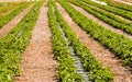 Rows of new strawberry plants