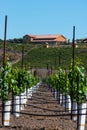 Rows of new vines grow in vineyard Royalty Free Stock Photo