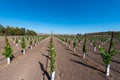 Rows of new vines grow in vineyard Royalty Free Stock Photo