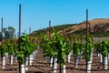 Rows of new vines grow in vineyard Royalty Free Stock Photo