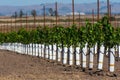 Rows of new vines grow in vineyard Royalty Free Stock Photo
