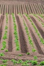 Rows of newly emerging potatoes Royalty Free Stock Photo