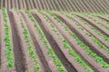 Rows of newly emerging potatoes Royalty Free Stock Photo