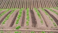 Rows of newly emerging potatoes Royalty Free Stock Photo