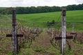 Rows of old vineyard with concrete columns in early spring. Country road, green hilly meadow and forest in the distance. Blue sky