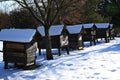 rows of old wooden beehives covered in snow Royalty Free Stock Photo