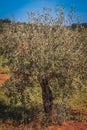 Rows of olive tree field in Croatia Royalty Free Stock Photo