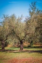 Rows of olive tree field in Croatia Royalty Free Stock Photo