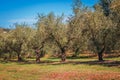 Rows of olive tree field in Croatia Royalty Free Stock Photo