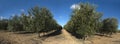 Rows of olive trees, panoramic Royalty Free Stock Photo