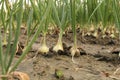 A row onion plants in the fields in summer