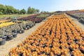 Rows of orange jelly bean sedum succulent plants with red margins on the foliage Royalty Free Stock Photo