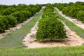 Orange trees orchard, farm Lake Wales area Florida USA