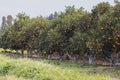 Rows of orange trees with ripe fruits on the branches in a citrus garden